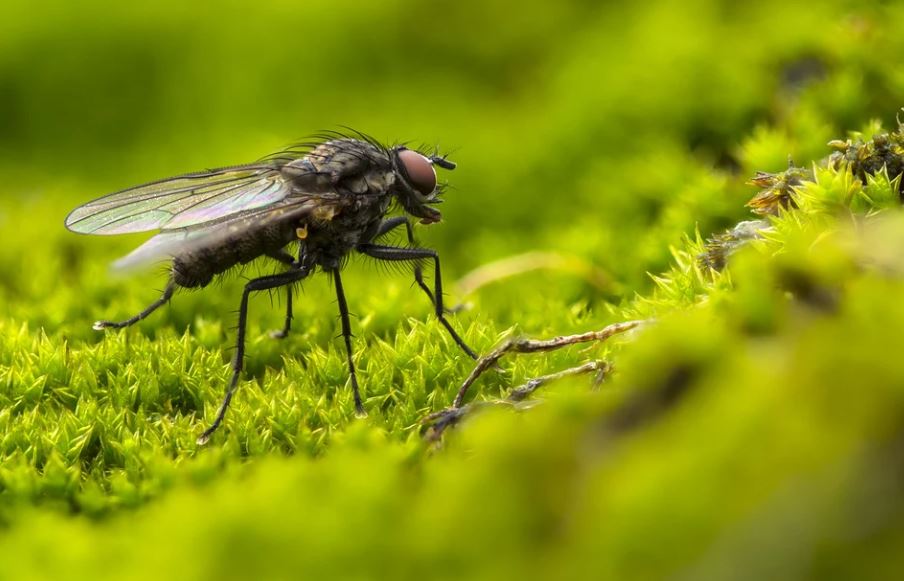 27 symbolic meanings of dreaming about flies