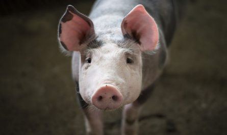 14 Symbolic Meanings of Dreaming of a Dead Pig