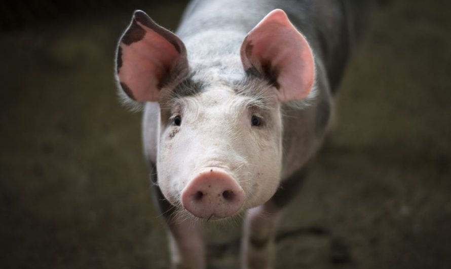 14 Symbolic Meanings of Dreaming of a Dead Pig