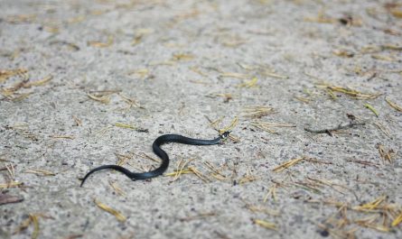 15 Symbolic Meanings of Dreaming of Small Snakes