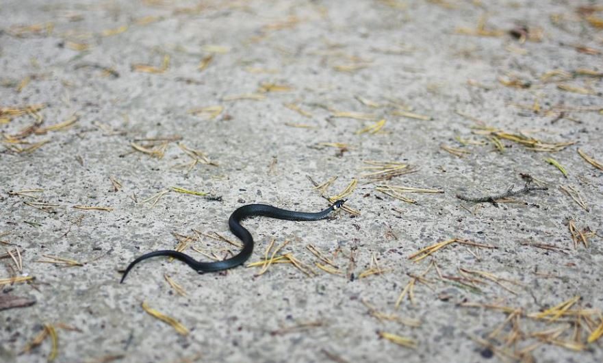 15 Symbolic Meanings of Dreaming of Small Snakes