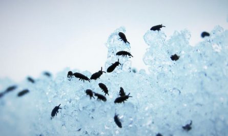 18 symbolic meanings of dreaming about fleas