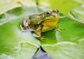 23 Symbolic Meanings of Dreaming About Frogs