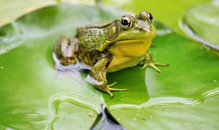 23 Symbolic Meanings of Dreaming About Frogs