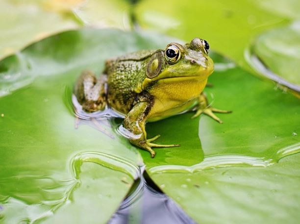 23 Symbolic Meanings of Dreaming About Frogs
