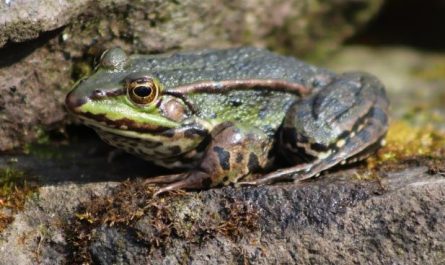 14 Symbolic Meanings of Dreaming About Bullfrogs