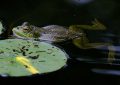 15 Symbolic Meanings of Dreaming of Emperor Frogs
