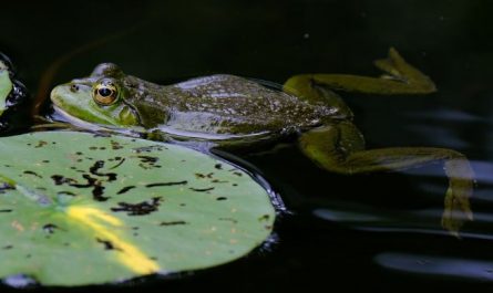 15 Symbolic Meanings of Dreaming of Emperor Frogs