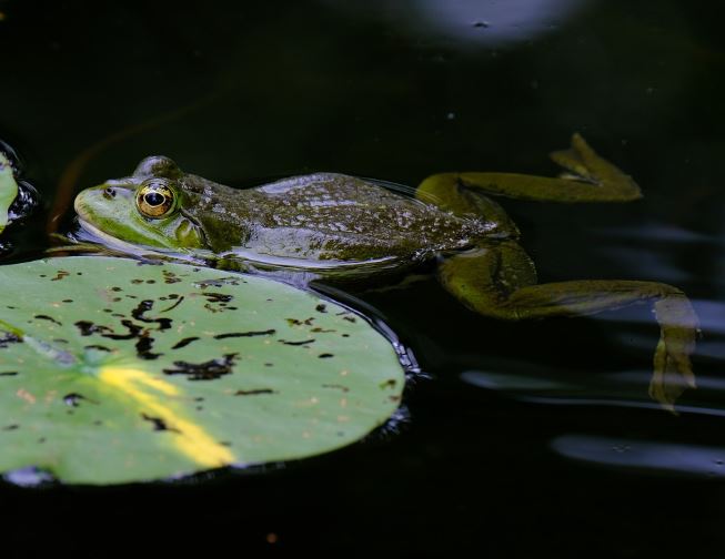 15 Symbolic Meanings of Dreaming of Emperor Frogs
