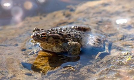 14 Symbolic Meanings of Dreaming of Black Frogs