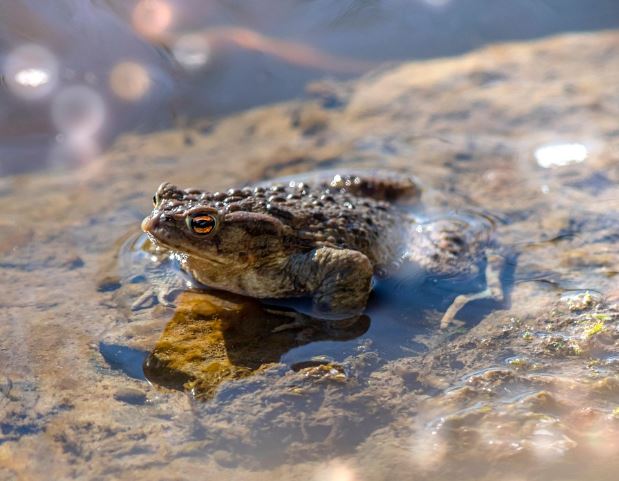 14 Symbolic Meanings of Dreaming of Black Frogs