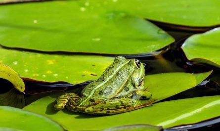 17 Symbolic Meanings of Dreaming of Green Frogs