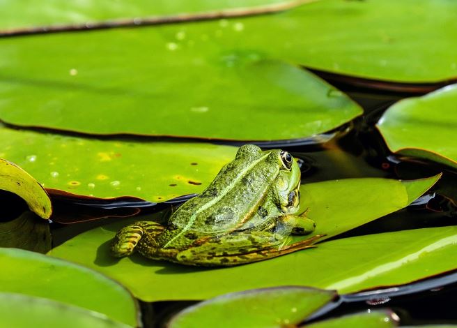 17 Symbolic Meanings of Dreaming of Green Frogs