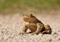 13 Symbolic Meanings of Dreaming About Killing a Toad
