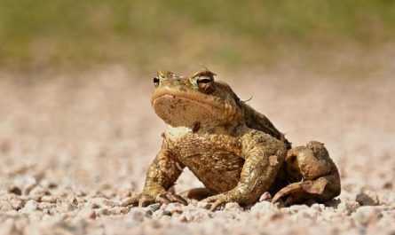 13 Symbolic Meanings of Dreaming About Killing a Toad