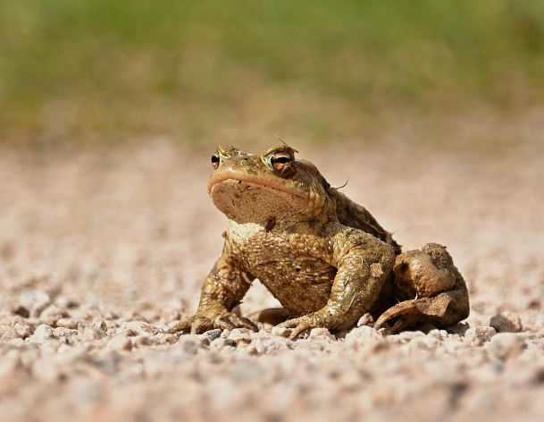 13 Symbolic Meanings of Dreaming About Killing a Toad