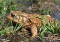10 Symbolic Meanings of Dreaming of a Dying Toad