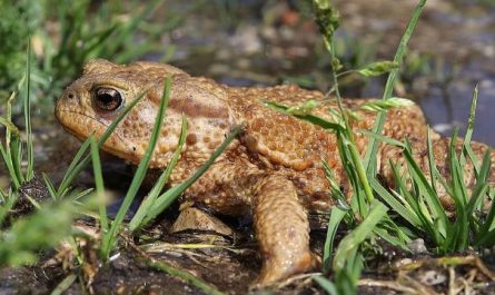 10 Symbolic Meanings of Dreaming of a Dying Toad