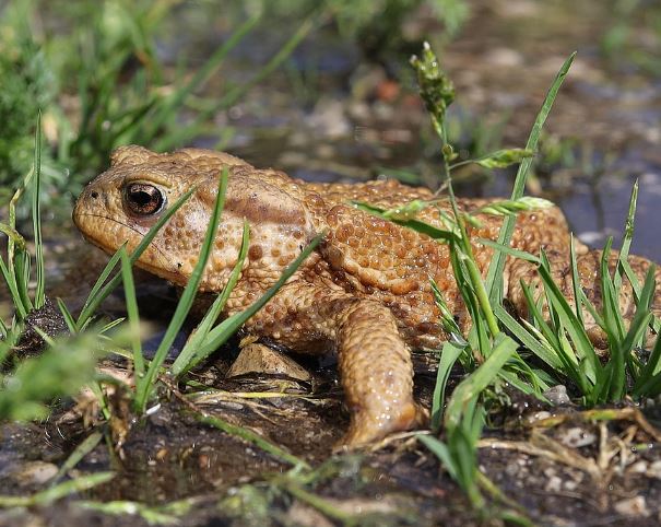 10 Symbolic Meanings of Dreaming of a Dying Toad