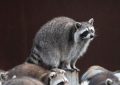 17 Symbolic Meanings of Dreaming About Raccoons
