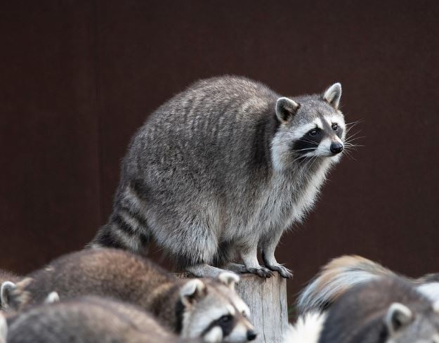 17 Symbolic Meanings of Dreaming About Raccoons