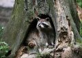 12 Symbolic Meanings of Dreaming of Raccoons Chasing You