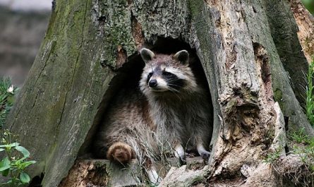 12 Symbolic Meanings of Dreaming of Raccoons Chasing You