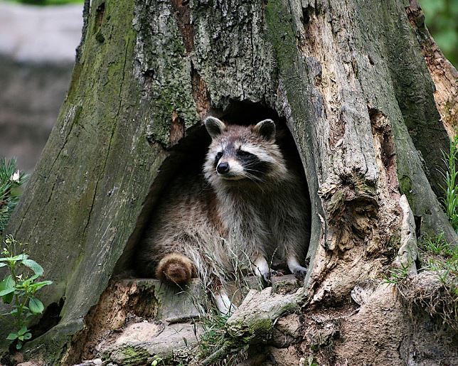 12 Symbolic Meanings of Dreaming of Raccoons Chasing You