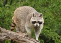 15 Symbolic Meanings of Dreaming About Killing a Raccoon