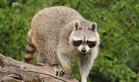 15 Symbolic Meanings of Dreaming About Killing a Raccoon