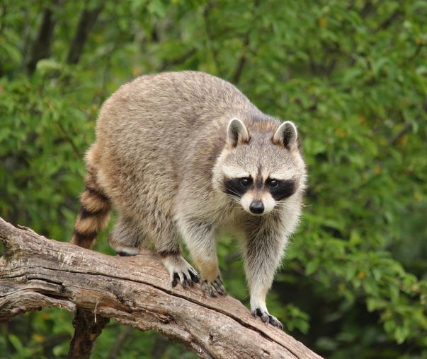 15 Symbolic Meanings of Dreaming About Killing a Raccoon