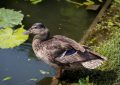 18 symbolic meanings of dreaming about ducks