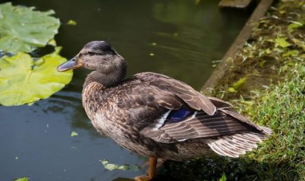 18 symbolic meanings of dreaming about ducks