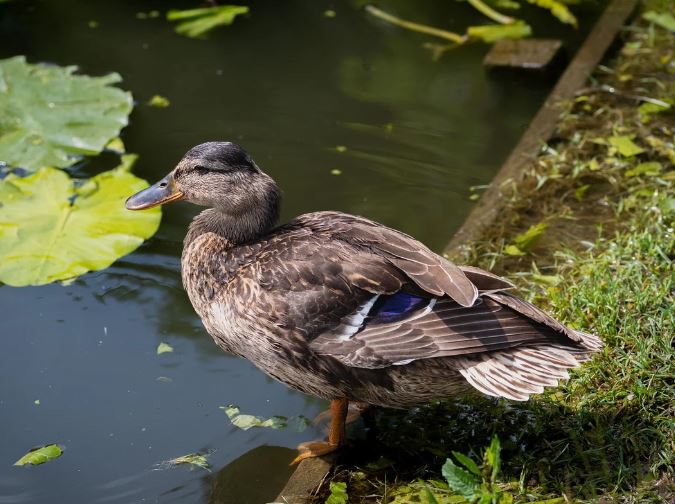 18 symbolic meanings of dreaming about ducks