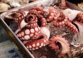 11 symbolic meanings of dreaming about an octopus