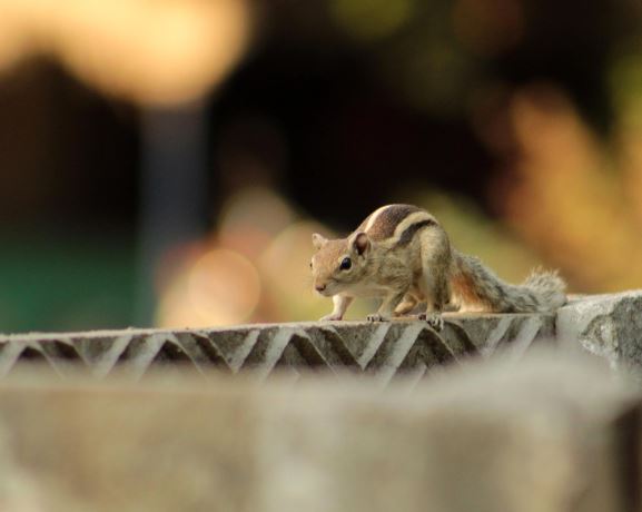 12 Symbolic Meanings of Dreaming About Squirrels