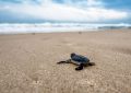 18 Symbolic Meanings of Dreaming About Turtles