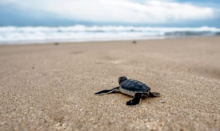 18 Symbolic Meanings of Dreaming About Turtles