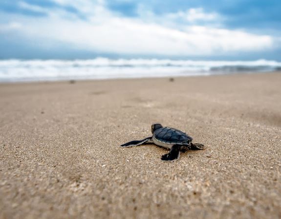 18 Symbolic Meanings of Dreaming About Turtles