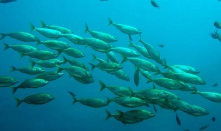 Dreaming of Fish : 22 Meaning & Interpretations