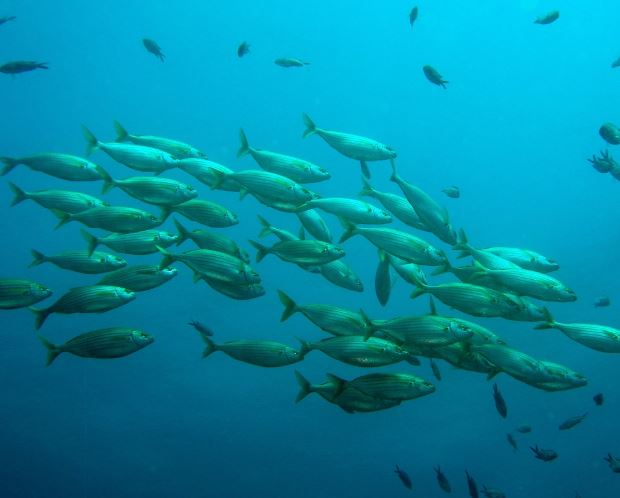 Dreaming of Fish : 22 Meaning & Interpretations