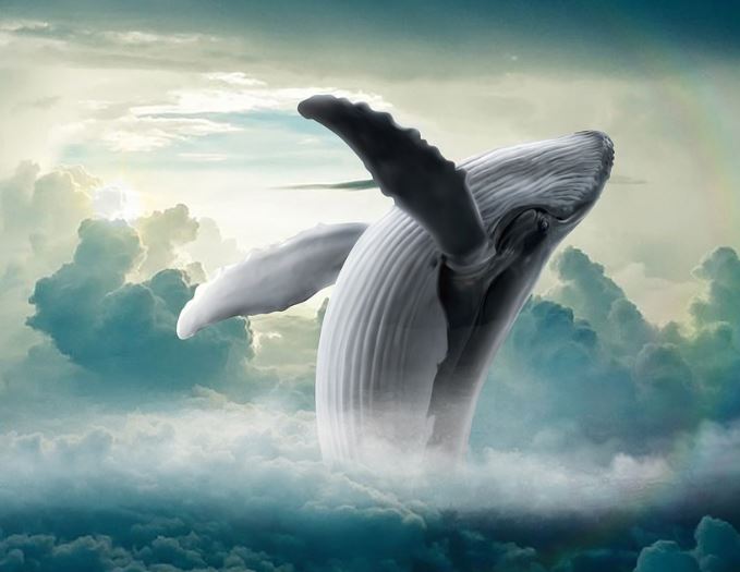 Dreaming of Whales : 9 Meaning & Interpretations