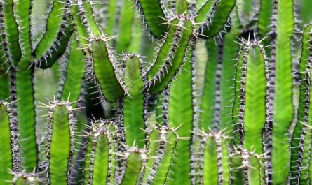 Dreaming of a Cactus : 12 Meaning & Interpretations