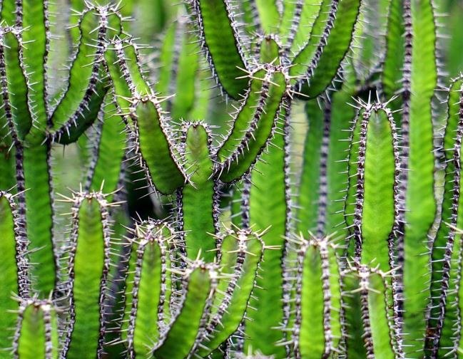 Dreaming of a Cactus : 12 Meaning & Interpretations