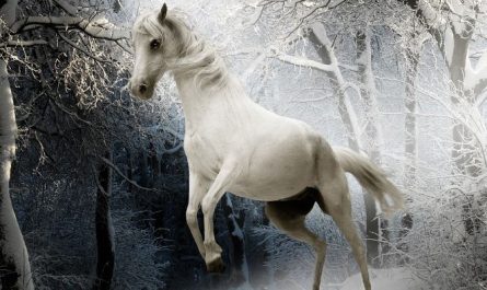 Dreaming of a White Horse : 9 Meaning & Interpretations