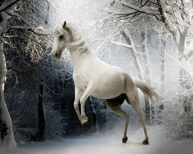 Dreaming of a White Horse : 9 Meaning & Interpretations