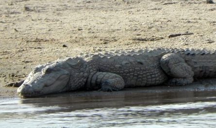 Dreaming of Crocodiles : 14 Meaning & Interpretations