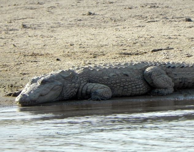 Dreaming of Crocodiles : 14 Meaning & Interpretations