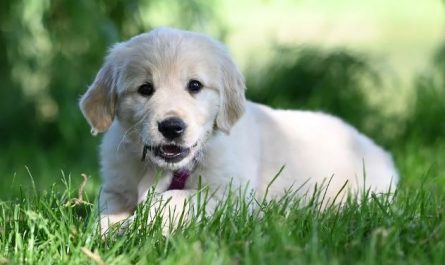 Dreaming of a Puppy Running Towards You : 13 Meaning & Interpretations