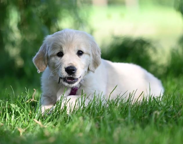 Dreaming of a Puppy Running Towards You : 13 Meaning & Interpretations